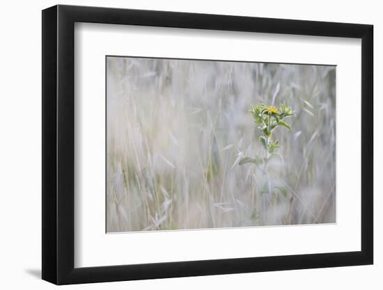 Elecampane (Inula Helenium) in Tall Grass, San Marino, May 2009-Möllers-Framed Photographic Print