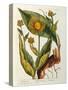 Elecampane, Plate 473 from 'A Curious Herbal', Published 1782-Elizabeth Blackwell-Stretched Canvas