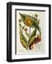 Elecampane, Plate 473 from 'A Curious Herbal', Published 1782-Elizabeth Blackwell-Framed Giclee Print