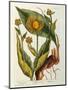 Elecampane, Plate 473 from 'A Curious Herbal', Published 1782-Elizabeth Blackwell-Mounted Giclee Print