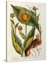 Elecampane, Plate 473 from 'A Curious Herbal', Published 1782-Elizabeth Blackwell-Stretched Canvas