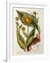 Elecampane, Plate 473 from 'A Curious Herbal', Published 1782-Elizabeth Blackwell-Framed Giclee Print