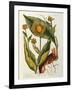 Elecampane, Plate 473 from 'A Curious Herbal', Published 1782-Elizabeth Blackwell-Framed Giclee Print