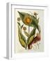Elecampane, Plate 473 from 'A Curious Herbal', Published 1782-Elizabeth Blackwell-Framed Giclee Print