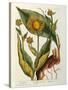 Elecampane, Plate 473 from 'A Curious Herbal', Published 1782-Elizabeth Blackwell-Stretched Canvas