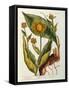 Elecampane, Plate 473 from 'A Curious Herbal', Published 1782-Elizabeth Blackwell-Framed Stretched Canvas