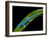 Electric Blue Day Gecko, Lygodactylus Williamsi, Native to Tanzania-David Northcott-Framed Premium Photographic Print