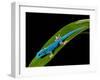 Electric Blue Day Gecko, Lygodactylus Williamsi, Native to Tanzania-David Northcott-Framed Premium Photographic Print