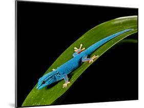 Electric Blue Day Gecko, Lygodactylus Williamsi, Native to Tanzania-David Northcott-Mounted Premium Photographic Print