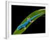 Electric Blue Day Gecko, Lygodactylus Williamsi, Native to Tanzania-David Northcott-Framed Photographic Print