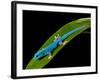 Electric Blue Day Gecko, Lygodactylus Williamsi, Native to Tanzania-David Northcott-Framed Photographic Print