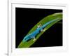 Electric Blue Day Gecko, Lygodactylus Williamsi, Native to Tanzania-David Northcott-Framed Photographic Print