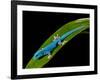 Electric Blue Day Gecko, Lygodactylus Williamsi, Native to Tanzania-David Northcott-Framed Photographic Print