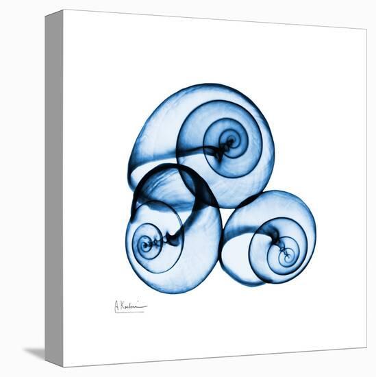 Electric Blue Moonsnails 1-Albert Koetsier-Stretched Canvas