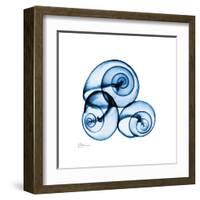 Electric Blue Moonsnails 1-Albert Koetsier-Framed Art Print