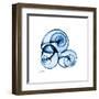 Electric Blue Moonsnails 1-Albert Koetsier-Framed Art Print