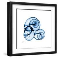 Electric Blue Moonsnails 1-Albert Koetsier-Framed Art Print