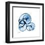 Electric Blue Moonsnails 1-Albert Koetsier-Framed Art Print