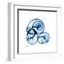 Electric Blue Moonsnails 1-Albert Koetsier-Framed Art Print