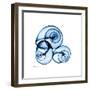 Electric Blue Moonsnails 1-Albert Koetsier-Framed Art Print