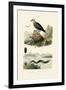 Electric Eel, 1833-39-null-Framed Giclee Print