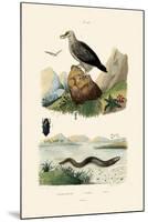 Electric Eel, 1833-39-null-Mounted Giclee Print