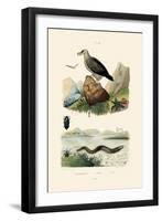 Electric Eel, 1833-39-null-Framed Giclee Print