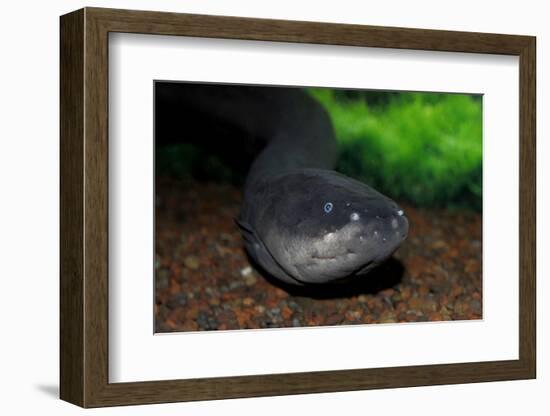 Electric Eel (Electrophorus electricus), Peru-Mark Bowler-Framed Photographic Print