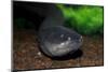 Electric Eel (Electrophorus electricus), Peru-Mark Bowler-Mounted Photographic Print