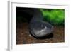 Electric Eel (Electrophorus electricus), Peru-Mark Bowler-Framed Photographic Print