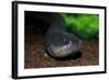 Electric Eel (Electrophorus electricus), Peru-Mark Bowler-Framed Photographic Print