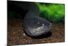 Electric Eel (Electrophorus electricus), Peru-Mark Bowler-Mounted Photographic Print