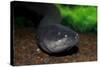 Electric Eel (Electrophorus electricus), Peru-Mark Bowler-Stretched Canvas