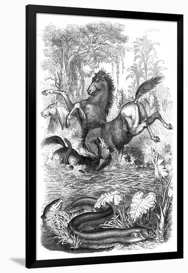 Electric Eels Shock Horses-null-Framed Art Print