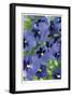 Electric Pansy-Stacy Bass-Framed Giclee Print