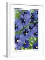 Electric Pansy-Stacy Bass-Framed Giclee Print