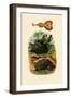 Electric Ray, 1833-39-null-Framed Giclee Print