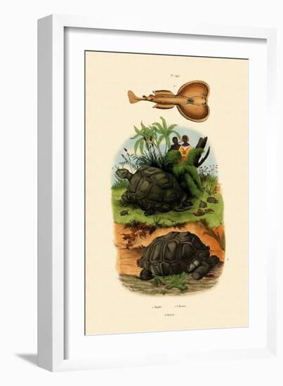Electric Ray, 1833-39-null-Framed Giclee Print