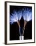 Electrical Wires-Adam Hart-Davis-Framed Photographic Print