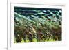 Electron Flow-Eric Heller-Framed Photographic Print