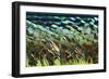 Electron Flow-Eric Heller-Framed Photographic Print