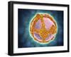 Electron Micrograph of Negative-Stained Prochlorococcus-null-Framed Art Print