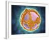 Electron Micrograph of Negative-Stained Prochlorococcus-null-Framed Art Print