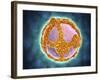 Electron Micrograph of Negative-Stained Prochlorococcus-null-Framed Art Print