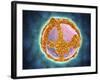 Electron Micrograph of Negative-Stained Prochlorococcus-null-Framed Art Print