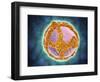 Electron Micrograph of Negative-Stained Prochlorococcus-null-Framed Art Print