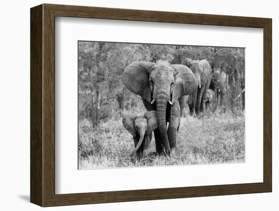 Elefamily-Bertram Schemel-Framed Photographic Print