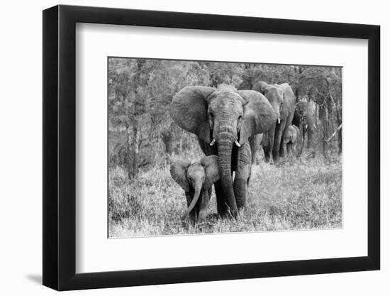 Elefamily-Bertram Schemel-Framed Photographic Print