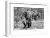 Elefamily-Bertram Schemel-Framed Photographic Print