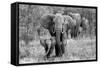 Elefamily-Bertram Schemel-Framed Stretched Canvas